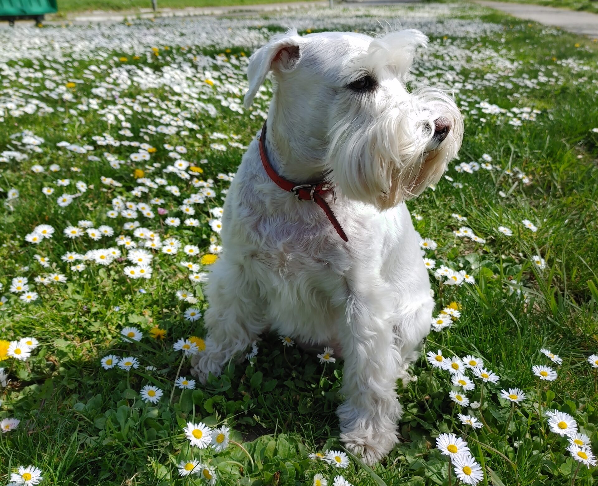 Najčešća imena za ljubimce: Da li je ime vašeg mezimca na spisku? 1 20230416 110706 HDR scaled e1740315801802