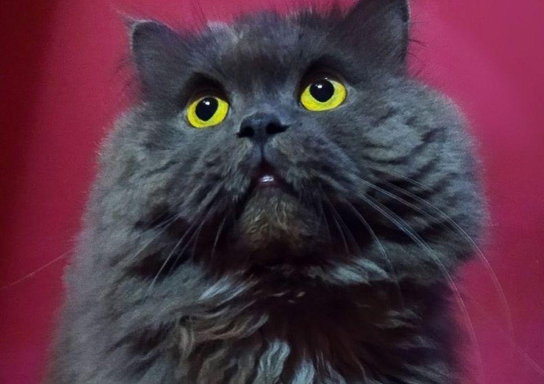 Najčešća imena za ljubimce: Da li je ime vašeg mezimca na spisku? 2 mikis