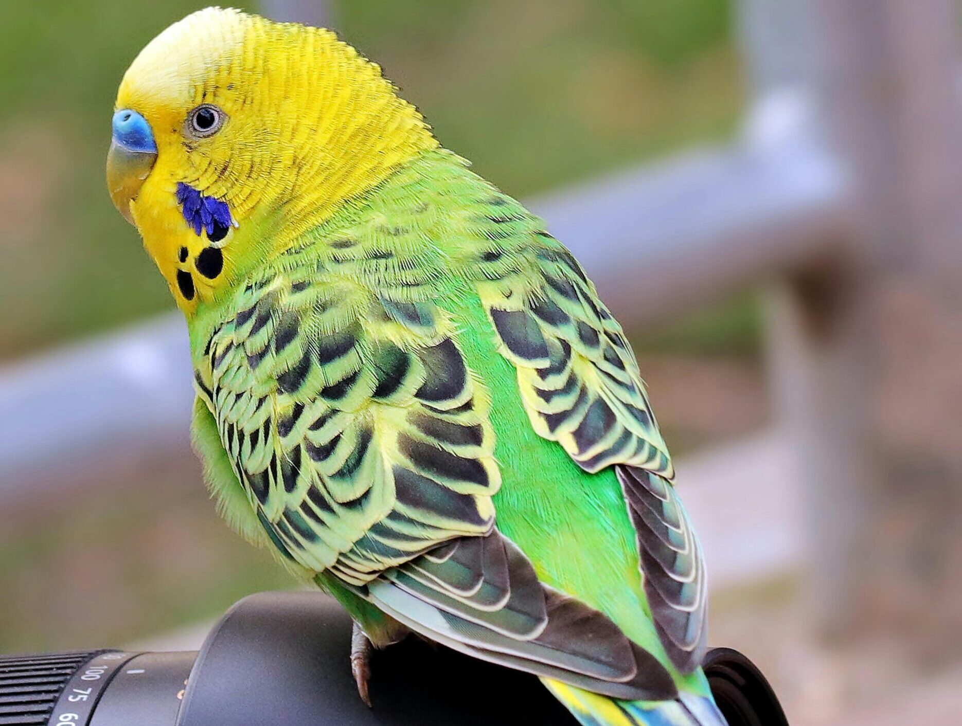 Najčešća imena za ljubimce: Da li je ime vašeg mezimca na spisku? 3 pexels pixabay 248241 scaled e1740316516903