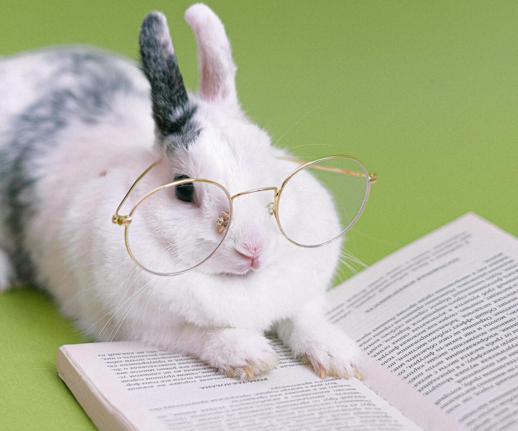 Najčešća imena za ljubimce: Da li je ime vašeg mezimca na spisku? 4 pexels shvetsa 4588455 scaled e1740316369981