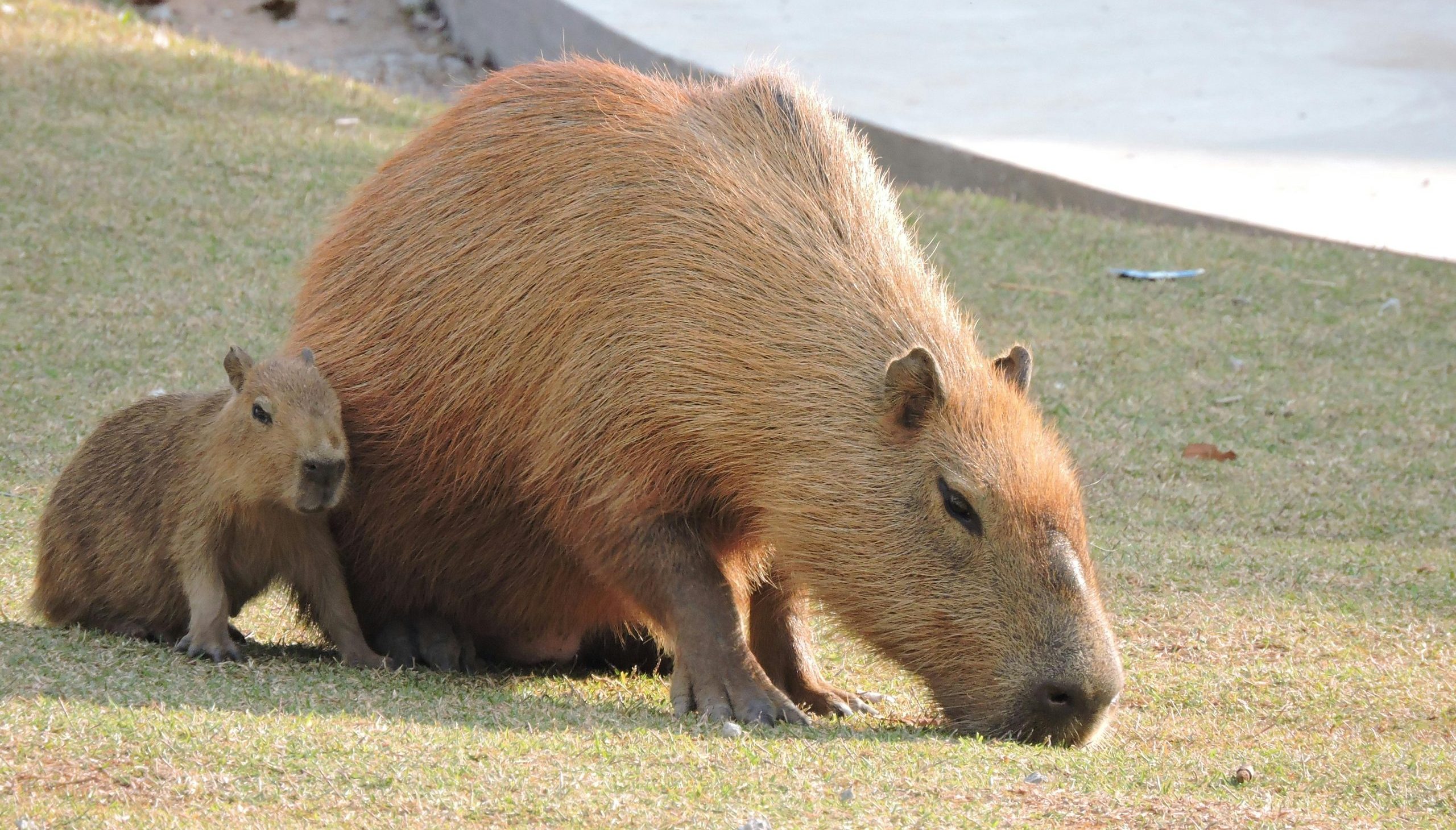 Kapibara – najprijateljskija životinja koja se druži čak i sa krokodilima 1 kapibara - najveći glodar koji voli društvo