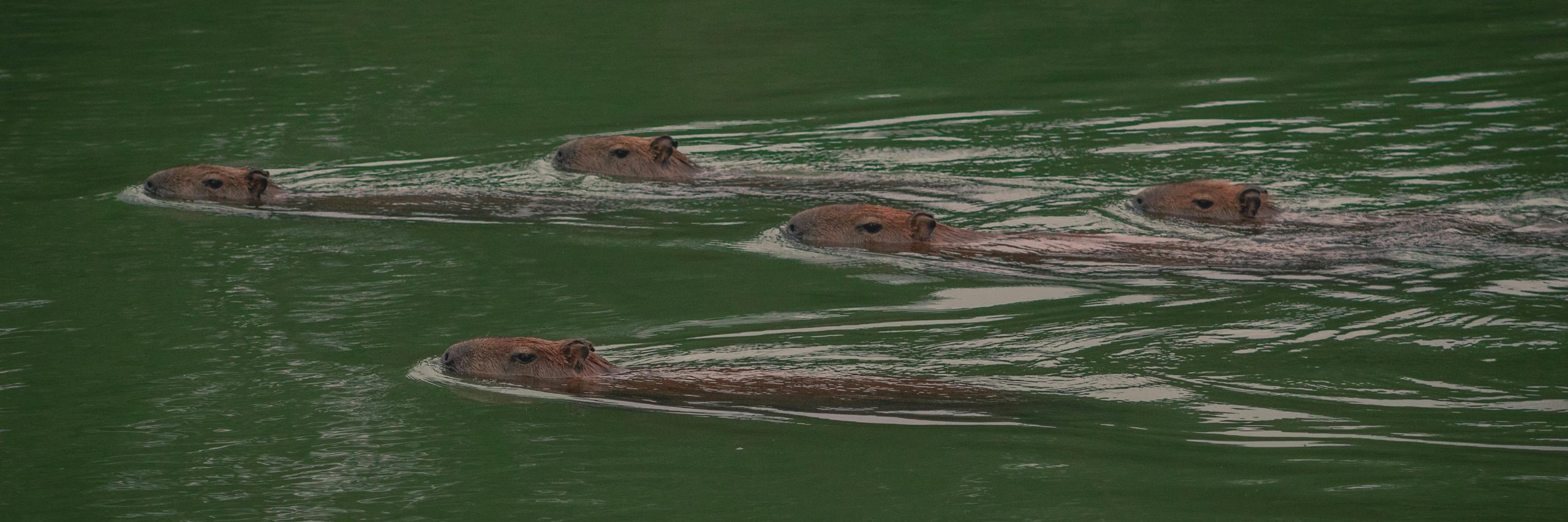 Kapibara – najprijateljskija životinja koja se druži čak i sa krokodilima 2 kapibare plivaju u vodi