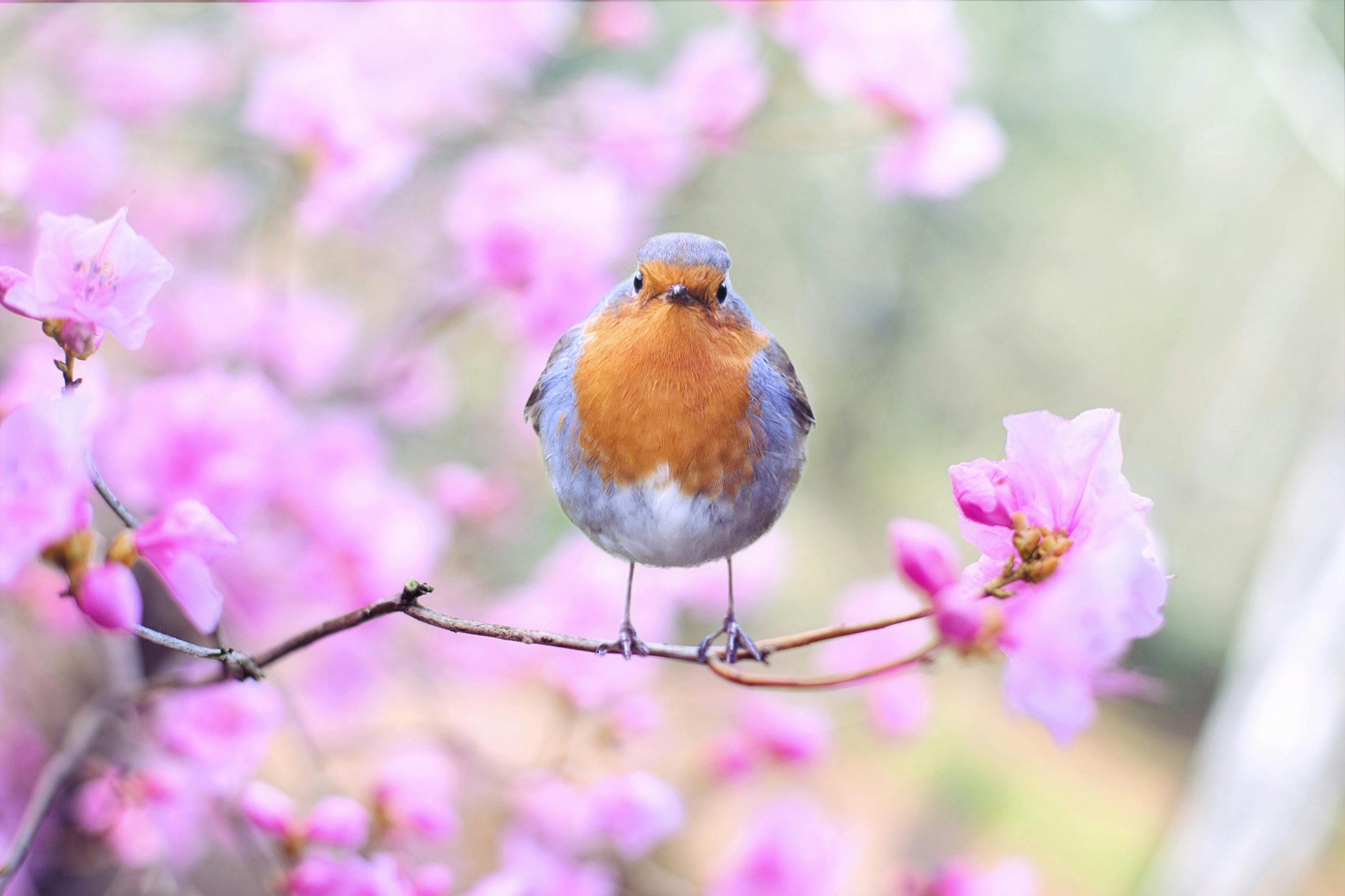 bird theory