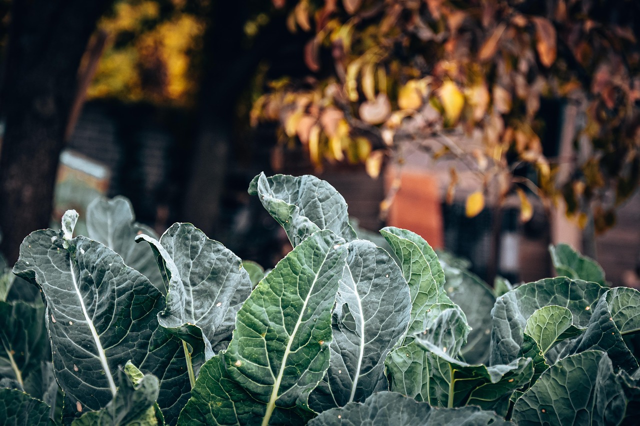 Voće i povrće bogato vitaminom C: Ovih 10 namirnica ima čak i više od pomorandže 7 wild cabbage 6694494 1280