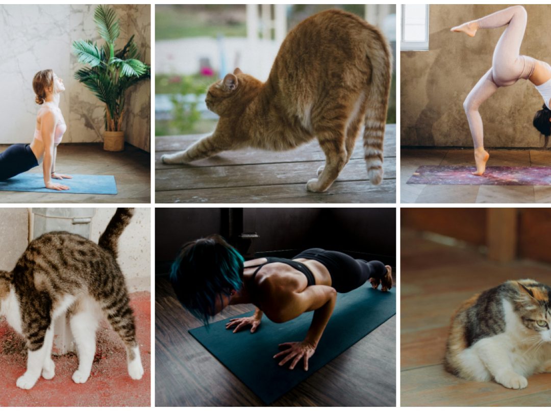 animal flow: devojke u yoga pozama i mačke u raznim pozama