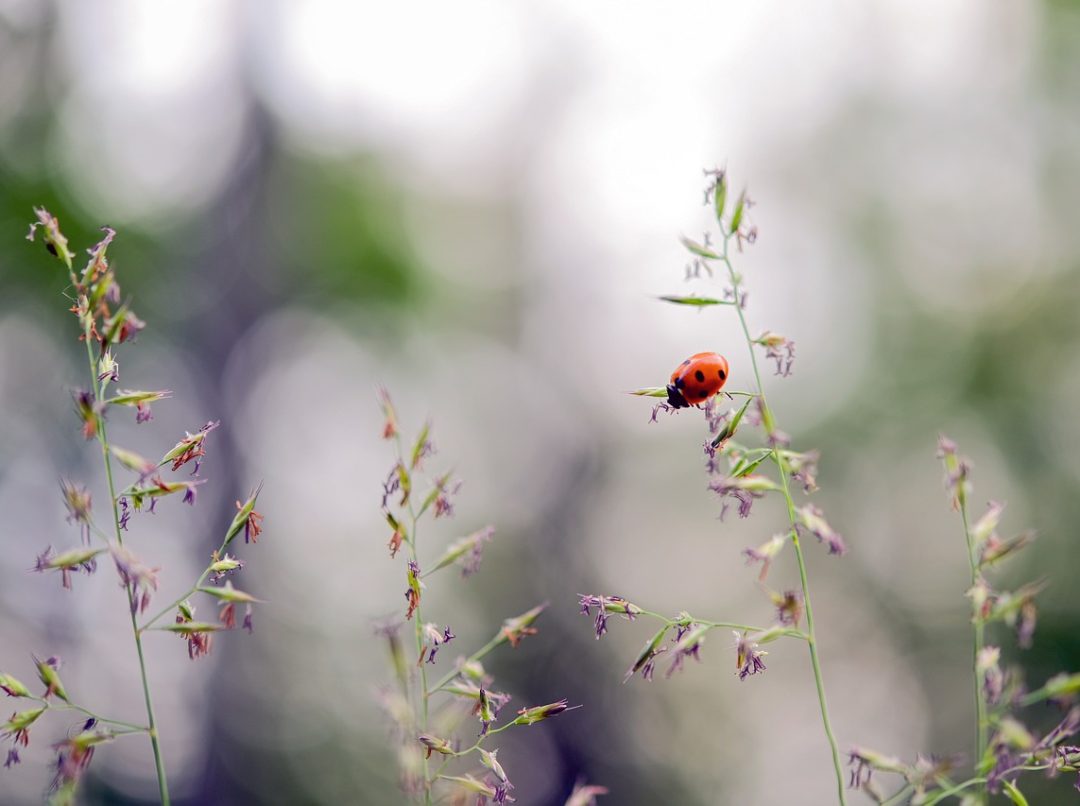 foto: pixabay